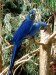 265px-Hyacinth_Macaws_at_the_Tennessee_Aquarium.jpg